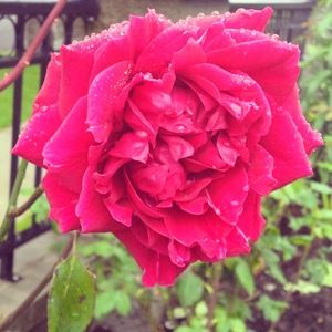 Meet your Posher, Michelle